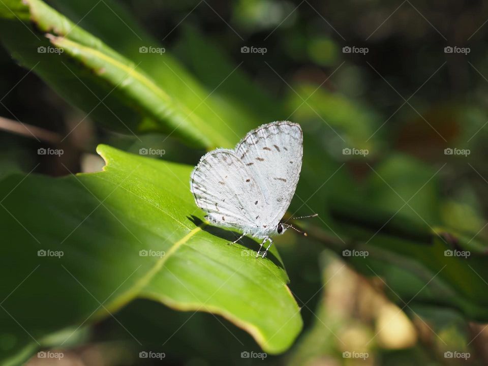 Beautiful and cute butterfly