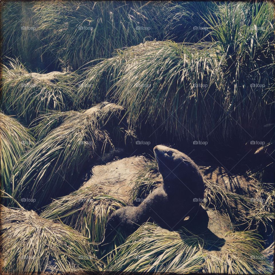 A fur seal pup eyes me upside down on South Georgia. 