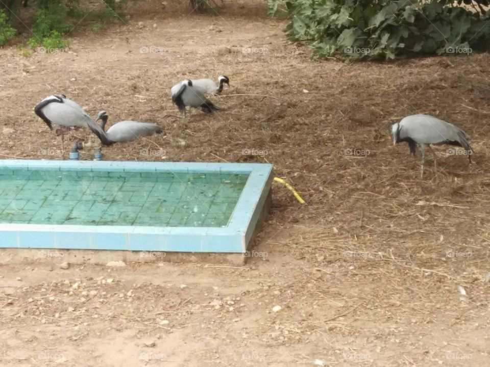 Beautiful birds in a zoo.