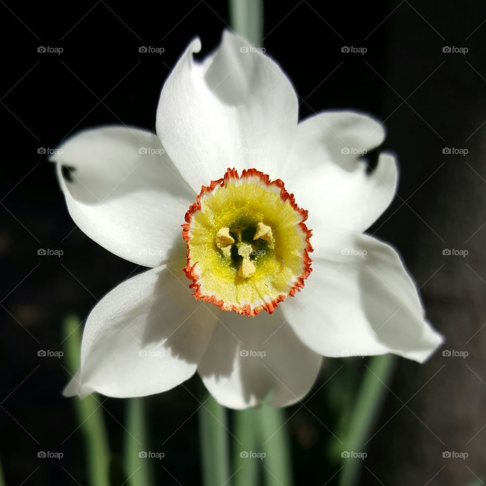 close-up of daffodil flower