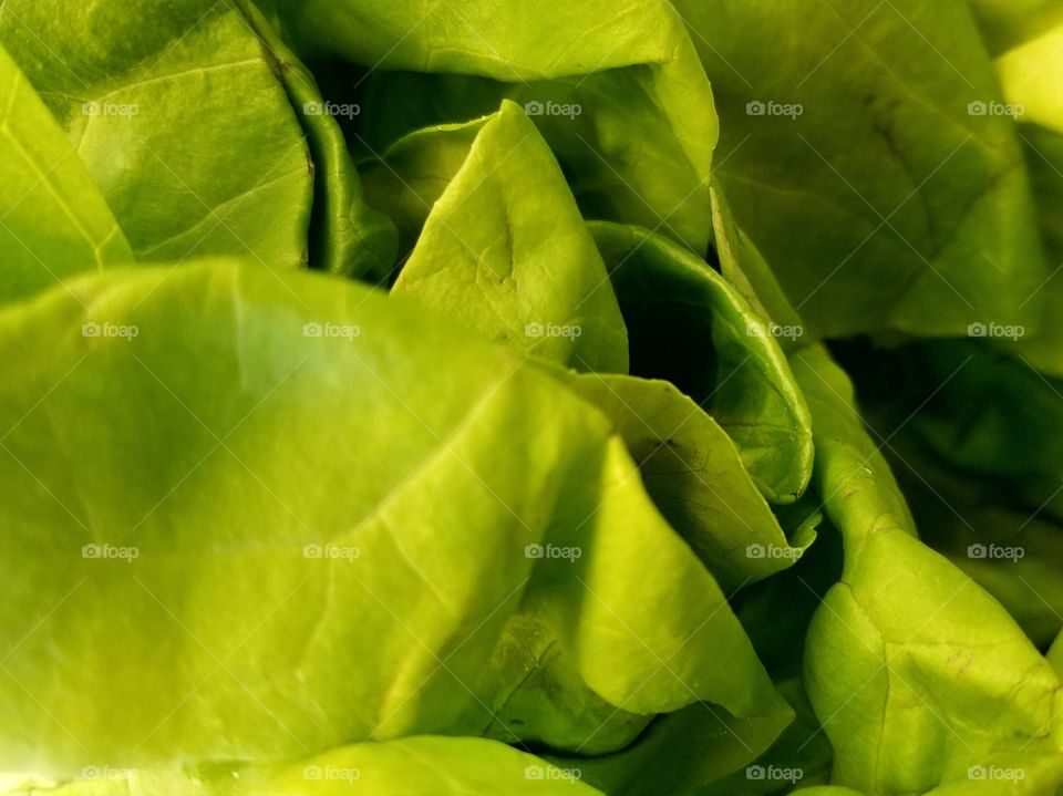 Lettuce