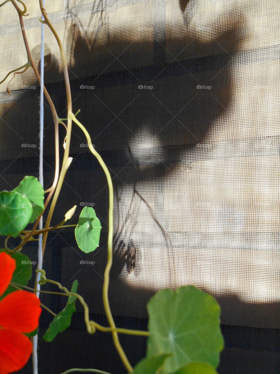 shadows cat on a wall background and flowers, beautiful texture background