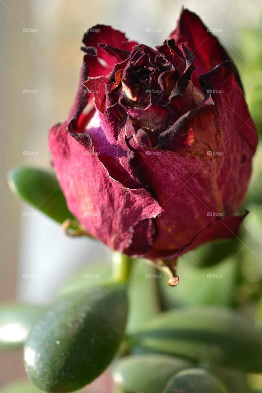 Flower, Nature, No Person, Rose, Leaf