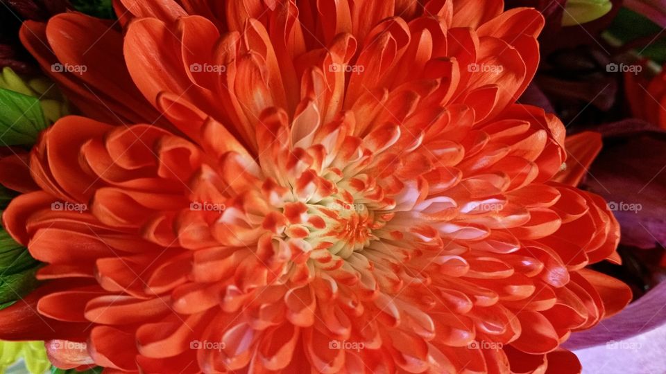 The beauty in a fresh crisp flower🌺