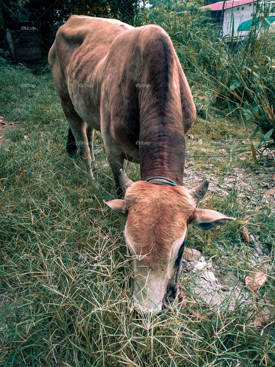 a hungry buffalo eating foods