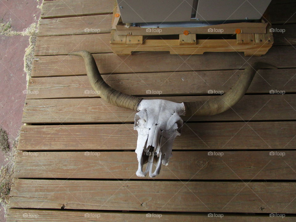 Texas longhorn skull 