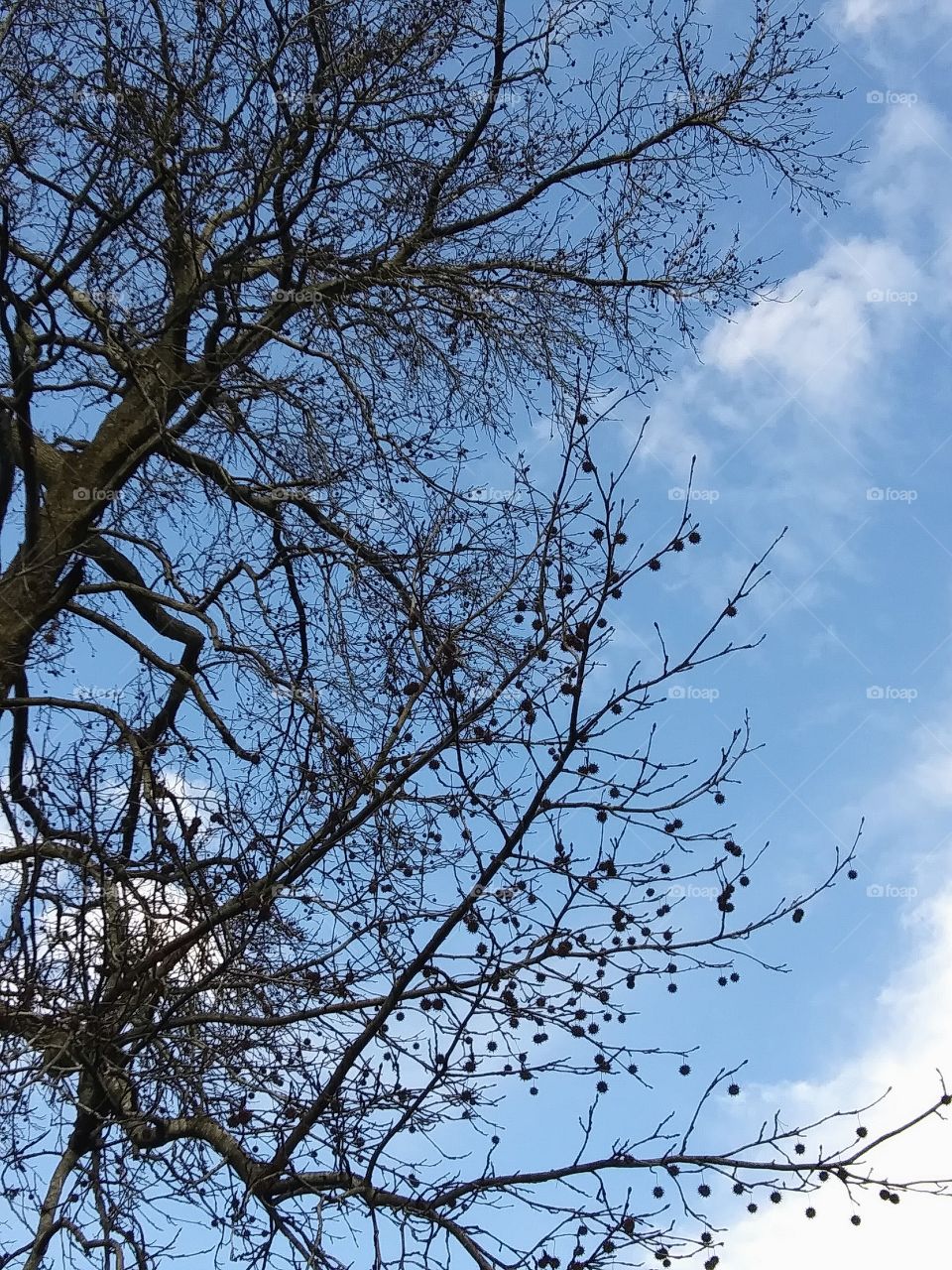 the sky through branches