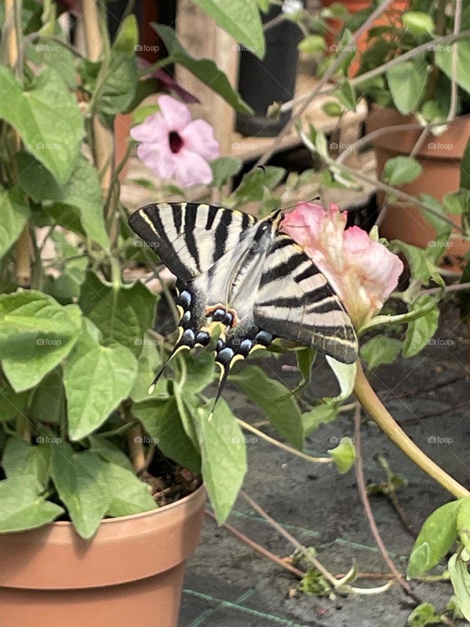 Spring Flowers and Butterfly, Flores de Primavera e Borboleta