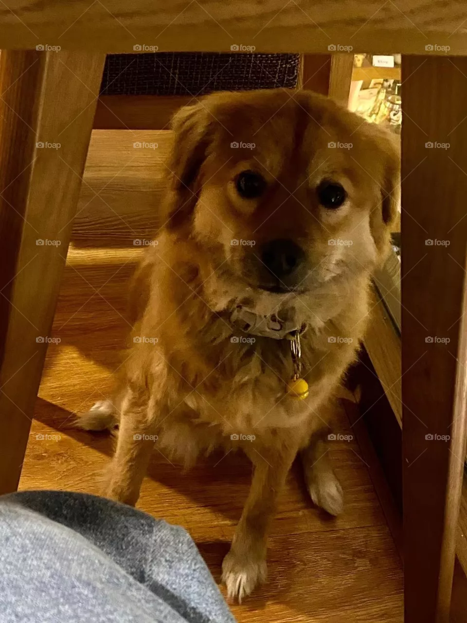 Cutie Little Dog