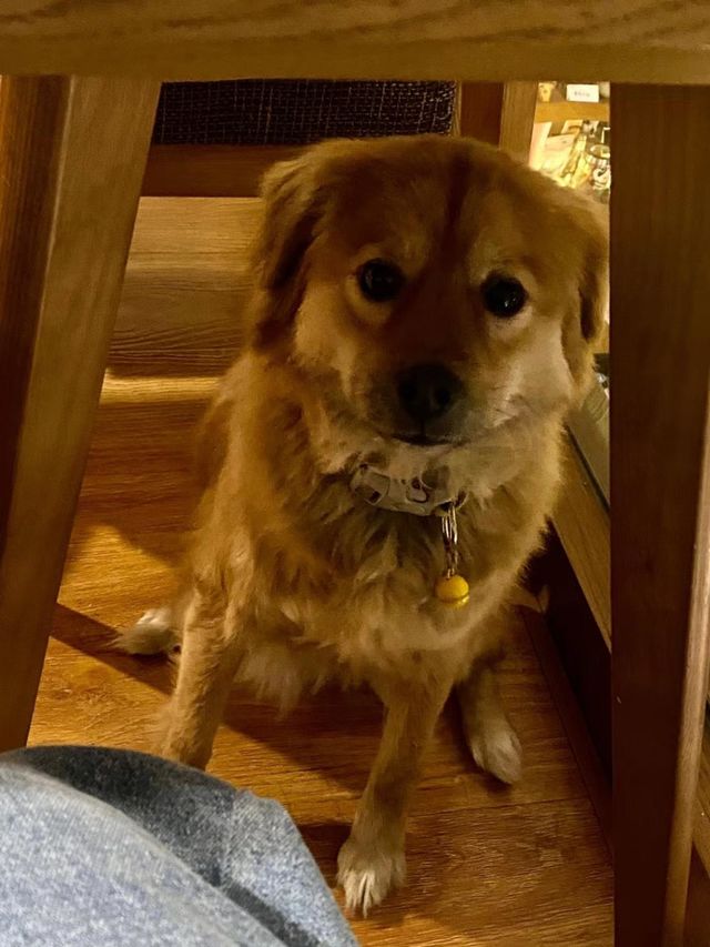 Cutie Little Dog
