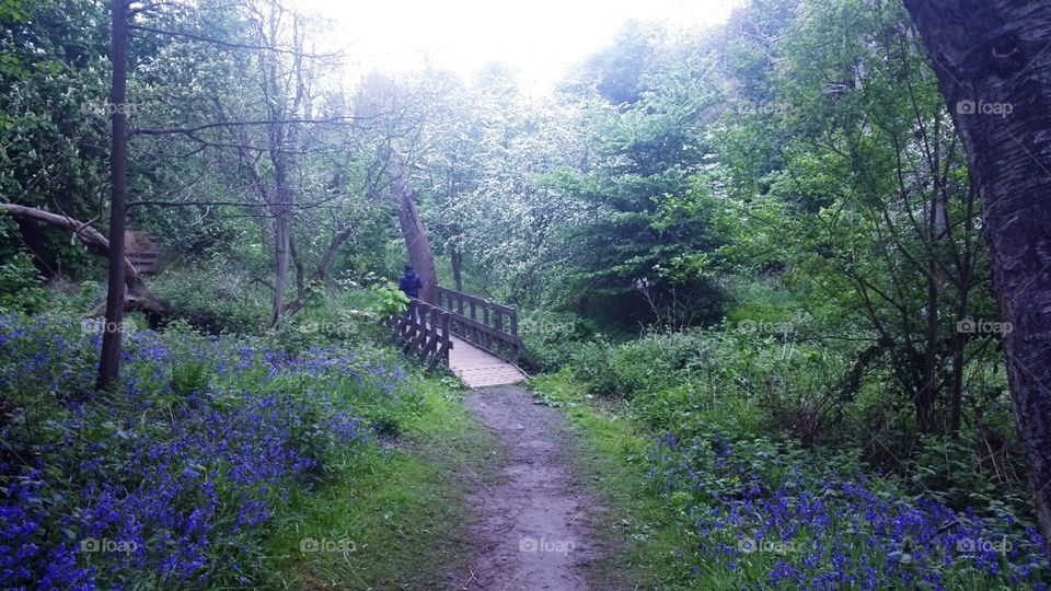 bridge across a river in a bluebell woods