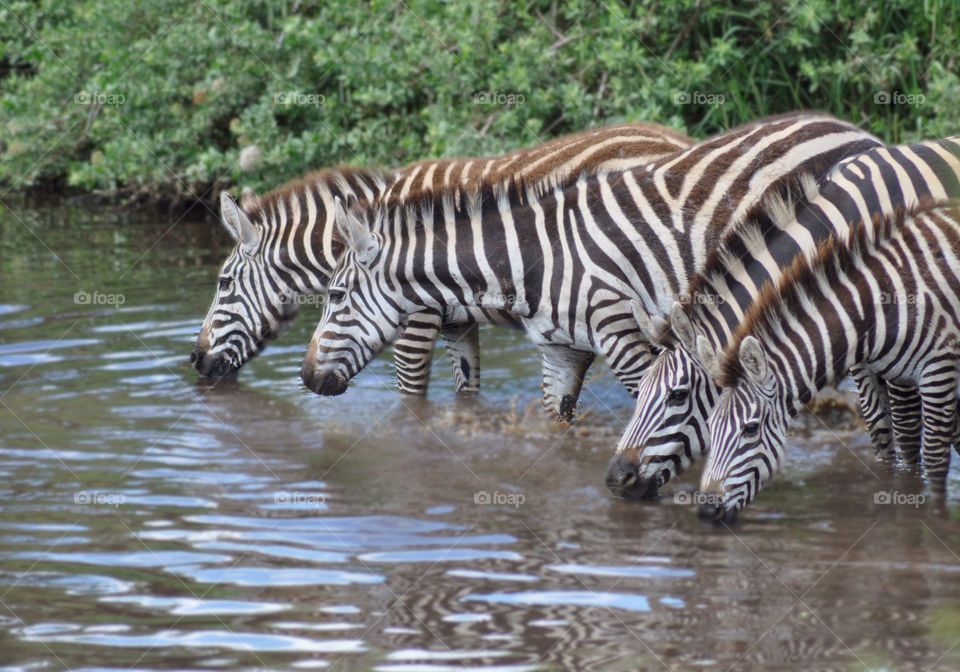 A family of zebras drinking water from a river