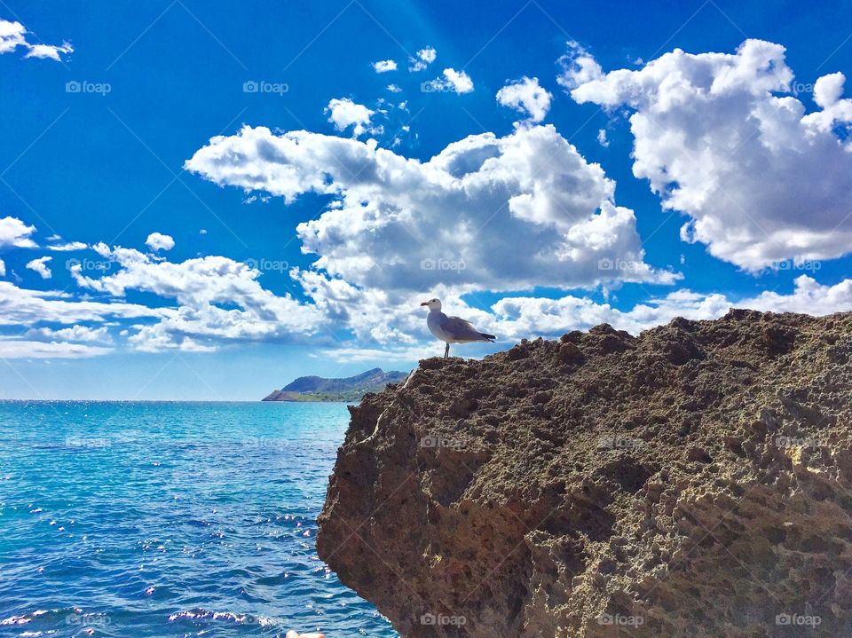 gull an the mediterranean sea