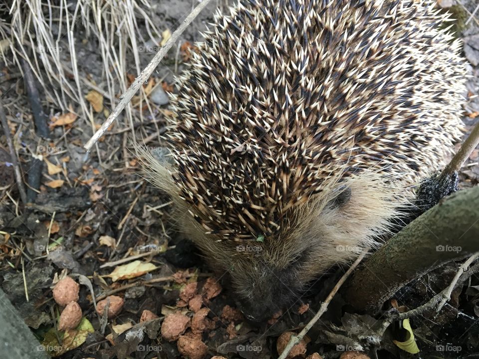 Young hedgehog in a garden