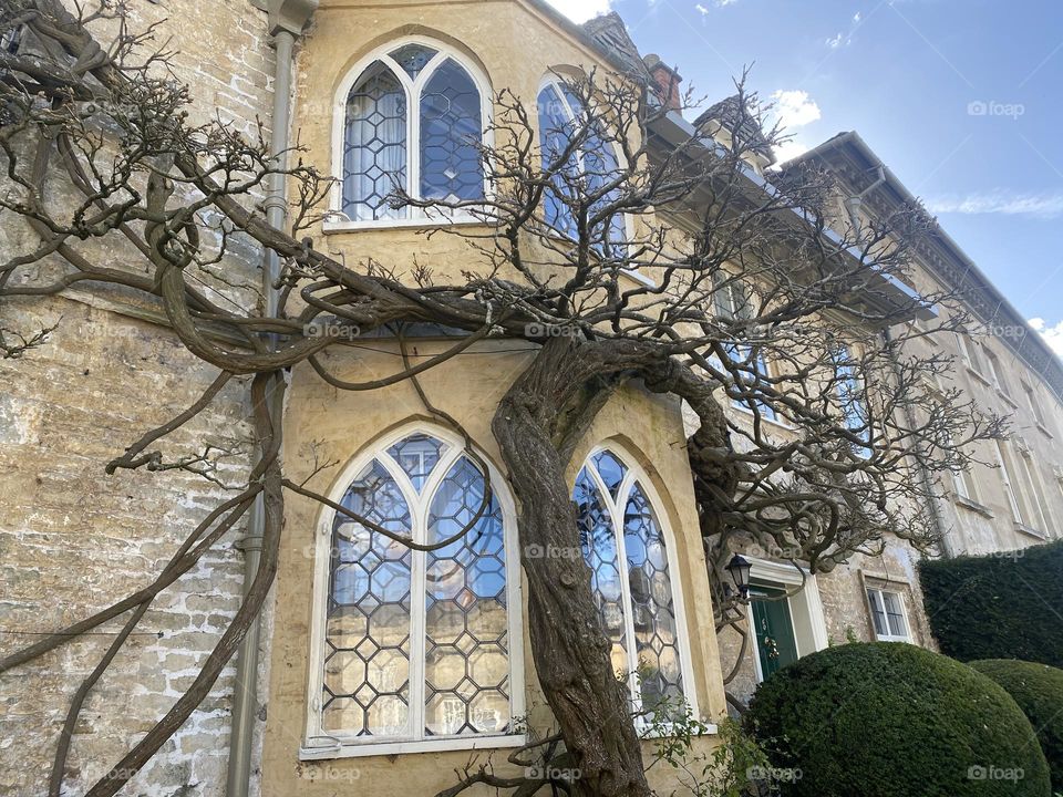 Tree on house 