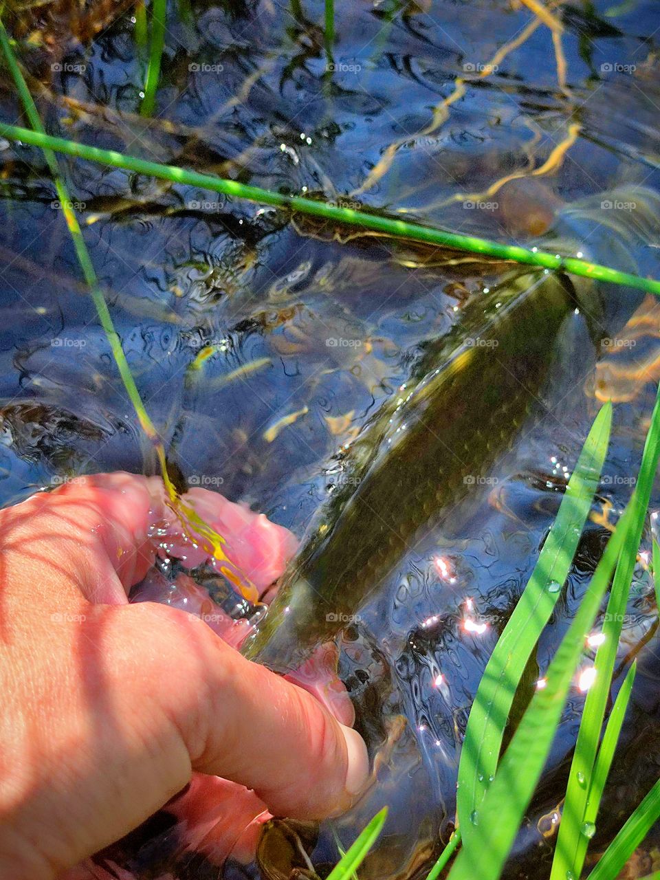 harmony with nature.  the hand releases the caught crucian carp into the river