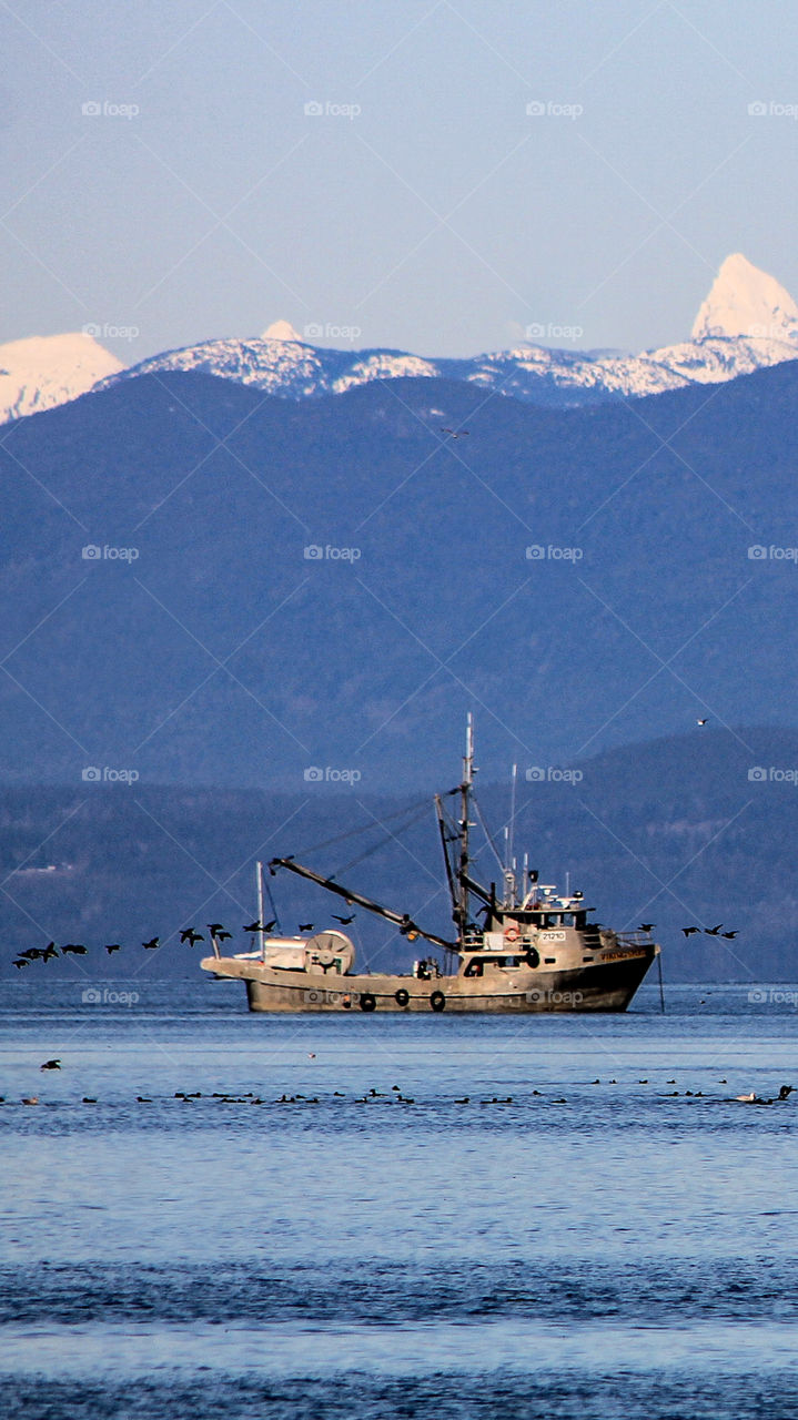 The herring fishery is a very important industry for our region. They fish for the herring & the roe both of which are in high demand in domestic & international markets. The birds stay close to the ship hoping to steal some fish during the haul-in.
