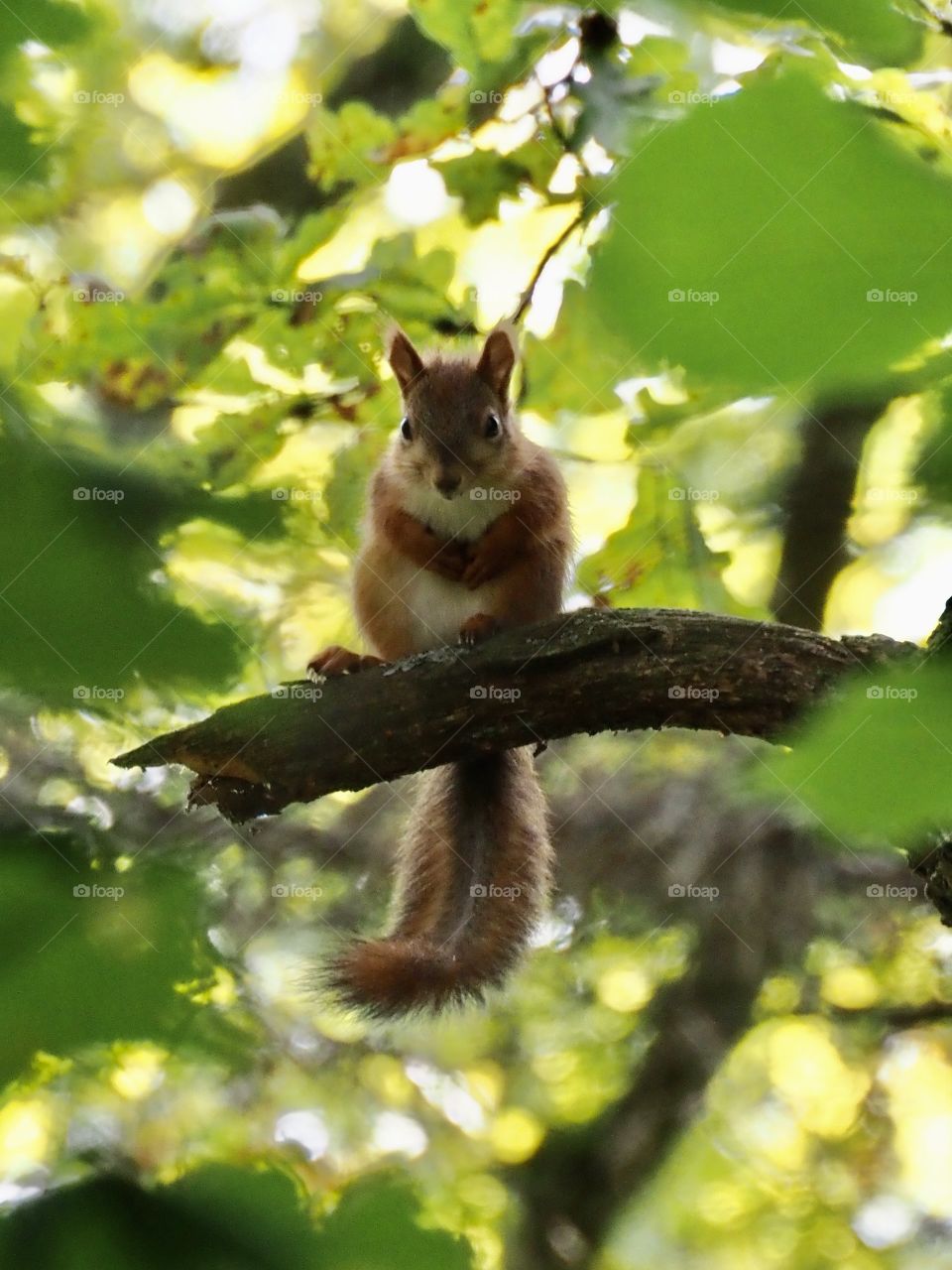 Young squirrel