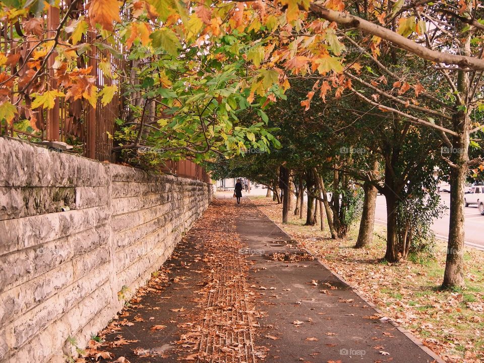 Autumn alley
