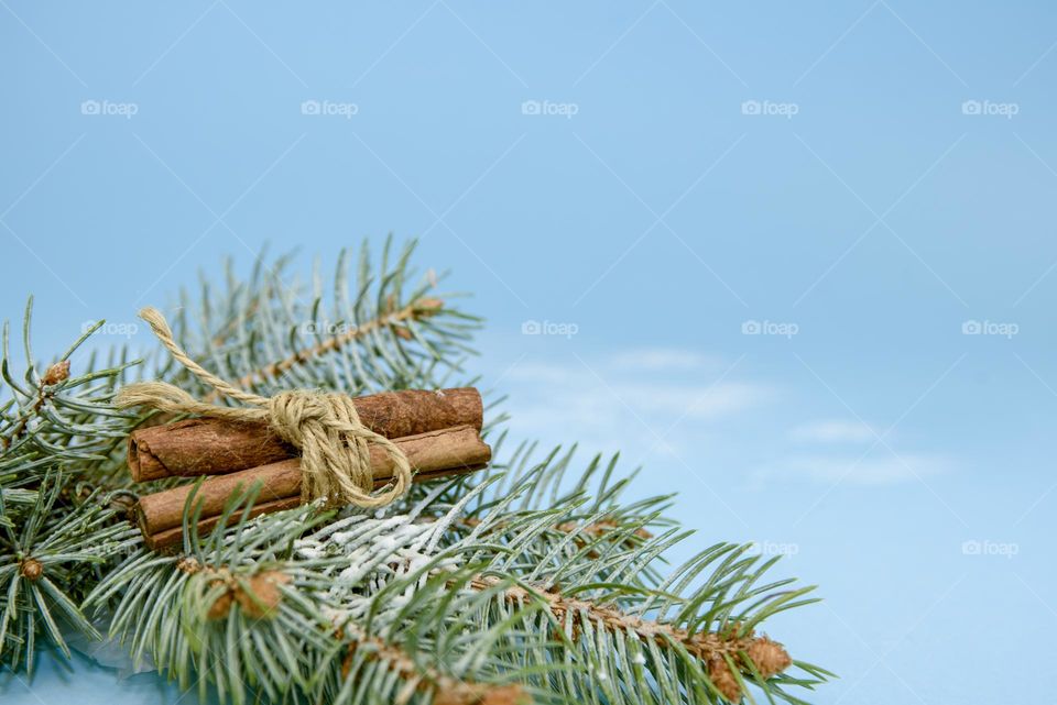 Fir branch, cinnamon sticks on a blue background. New Year or winter composition