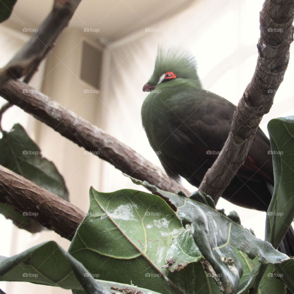 Bird at Bird Kingdom
