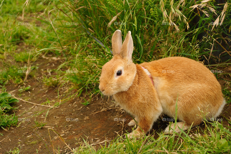 Hare playtime at the grass