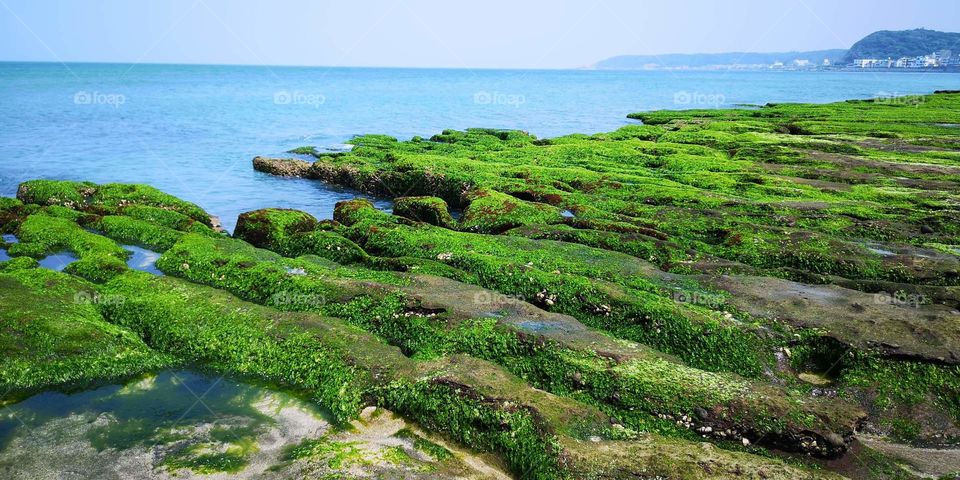 a rich green seashore that simply show the beauty of nature