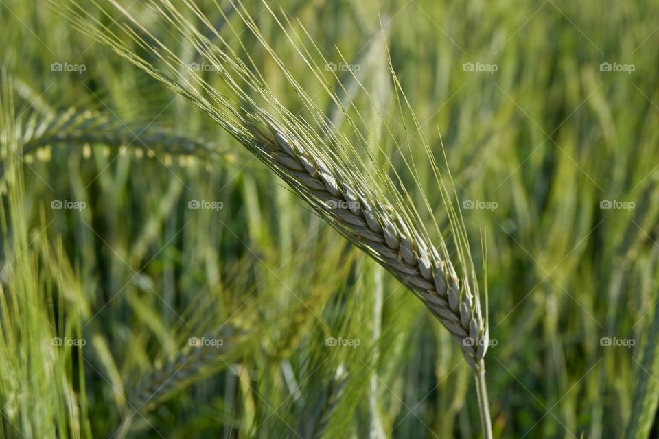 Wheat front of wheat 