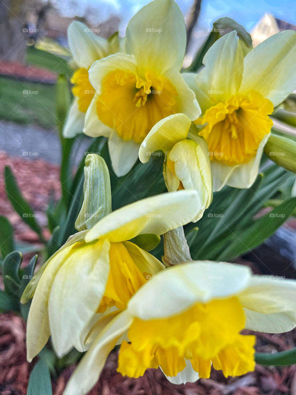 First sign of Spring, flowering daffodils