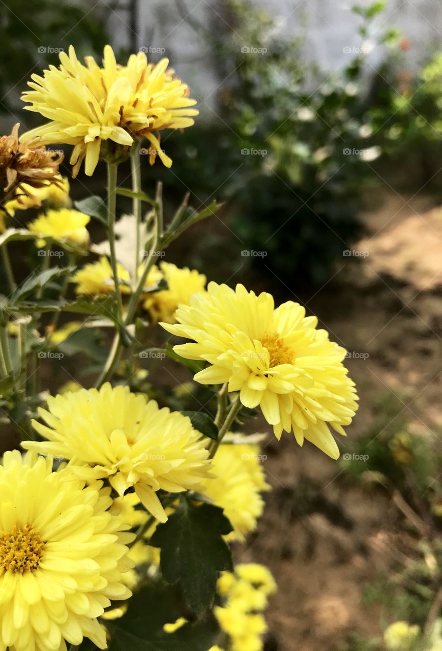 Yellow flowers