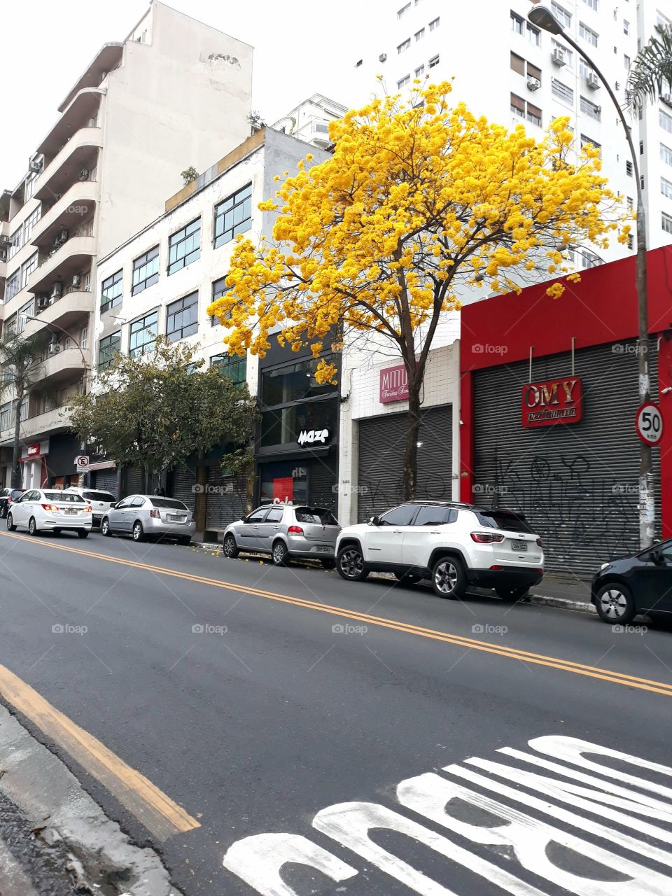 Yellow Ipê in a busy street in São Paulo.