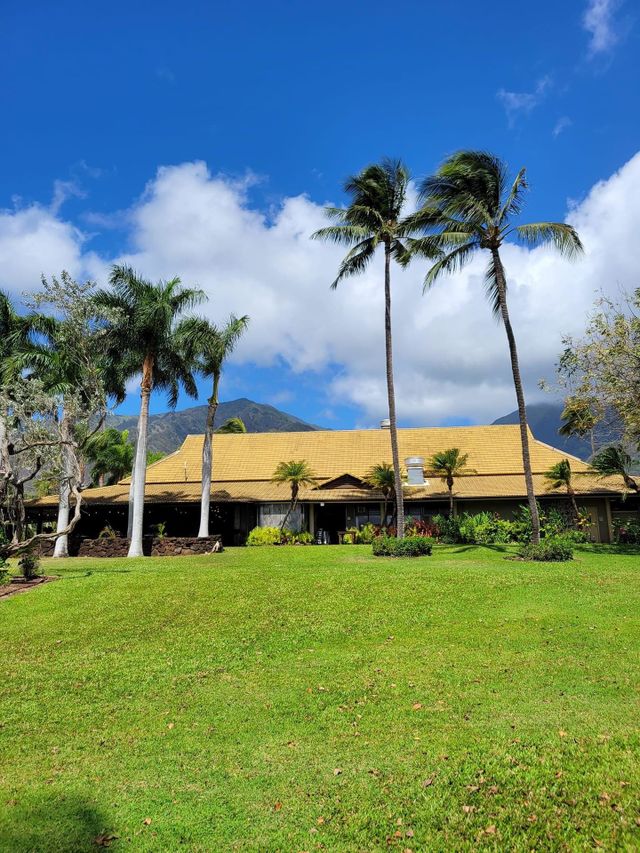 Rows of palm trees