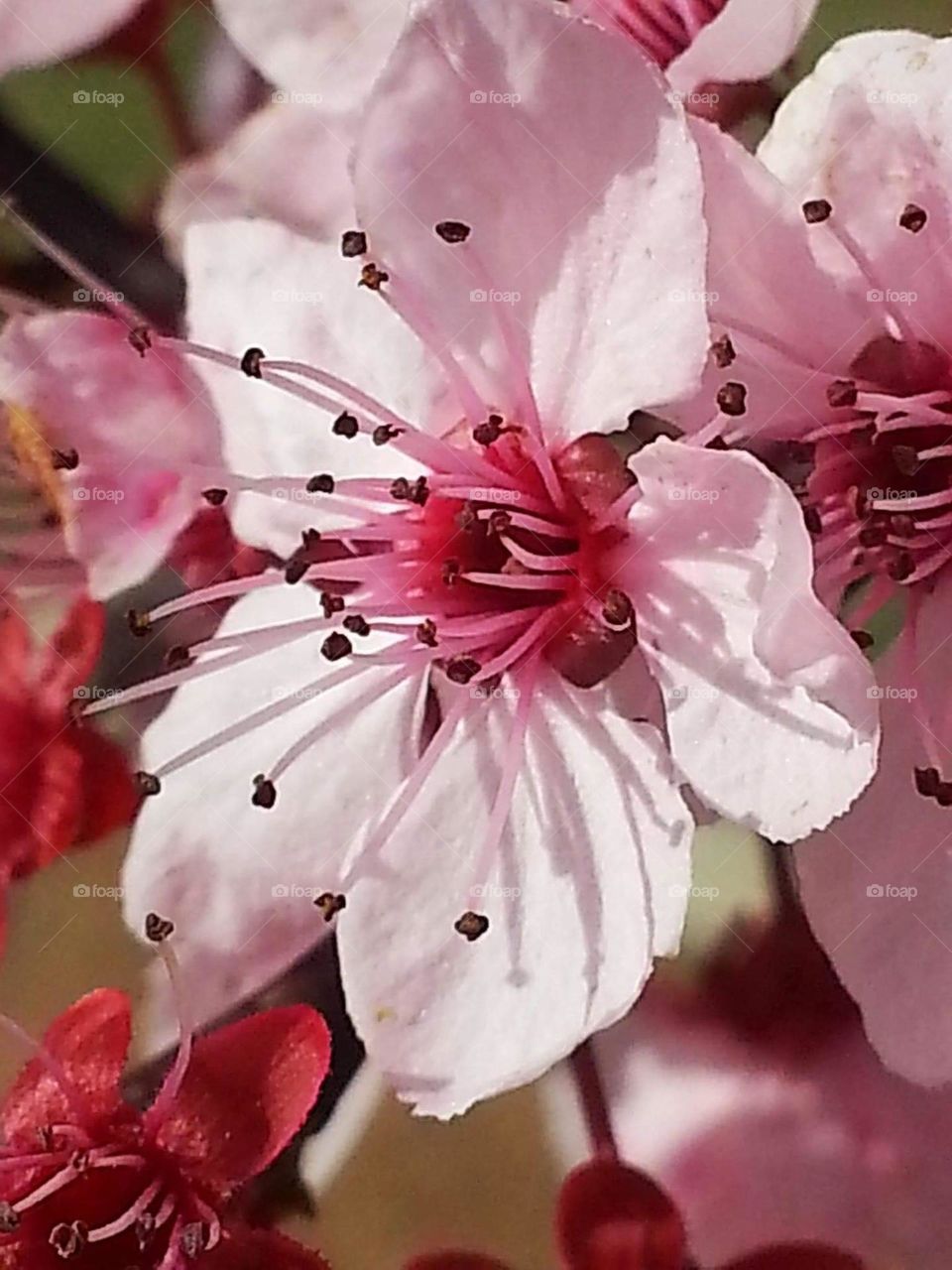 A beautiful Cherry Blossom Cherry Blossoms are symbolic of spring a time of renewal they usually last only 2 weeks. They are native to Asia but grow in Australia they represent love strength beauty and good times 