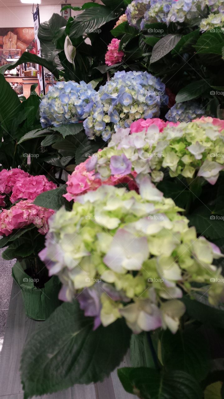 garden beautiful flowers