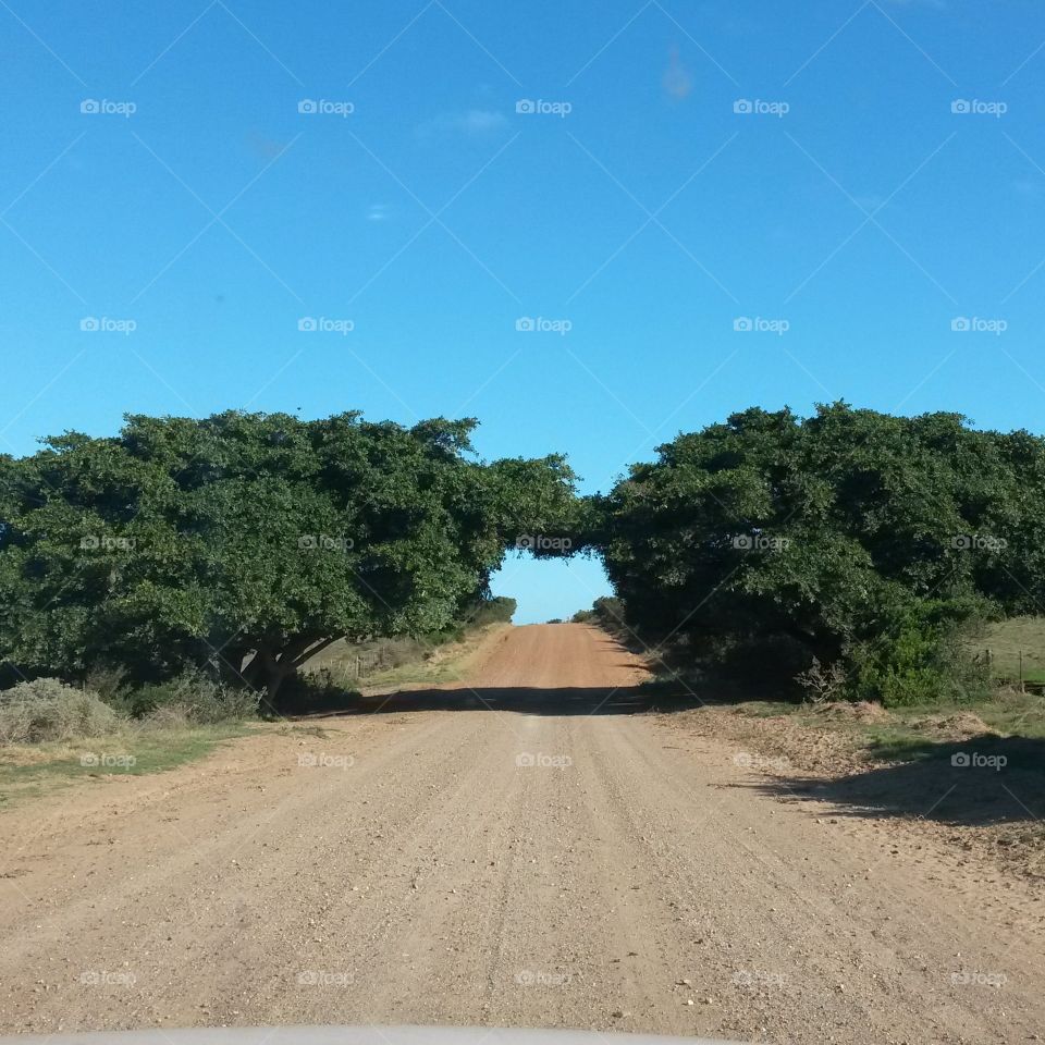 Ingrow trees. Trees growing into each other on a gravel road near vleesbaai souh africa