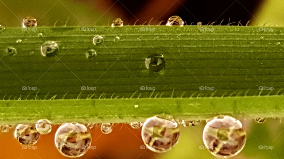 Raindrops on the grass.