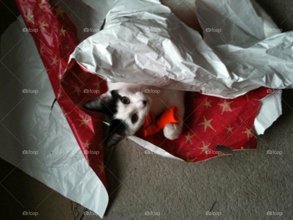 "You didn't mean I could play in the wrapping paper did you?"