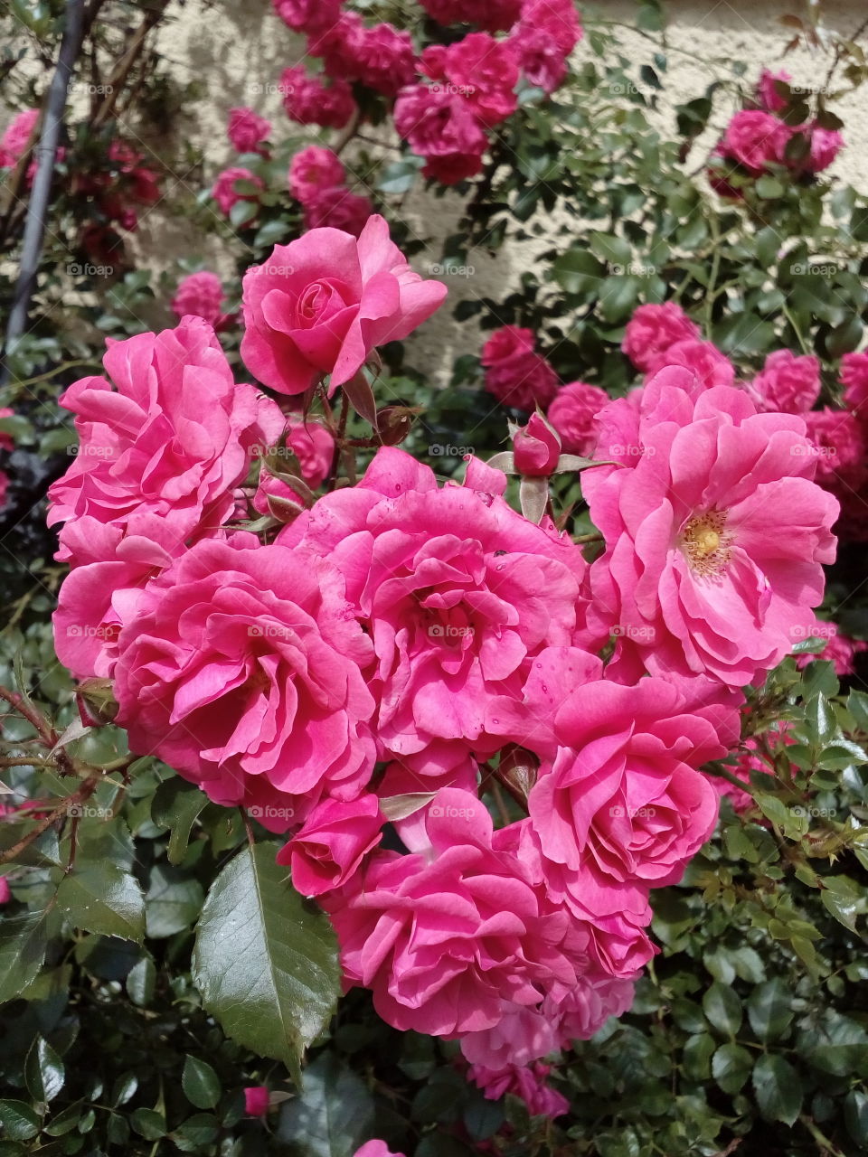 pink rose in June