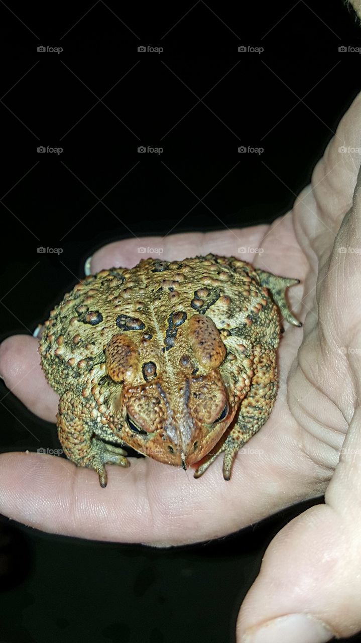 toad in hand