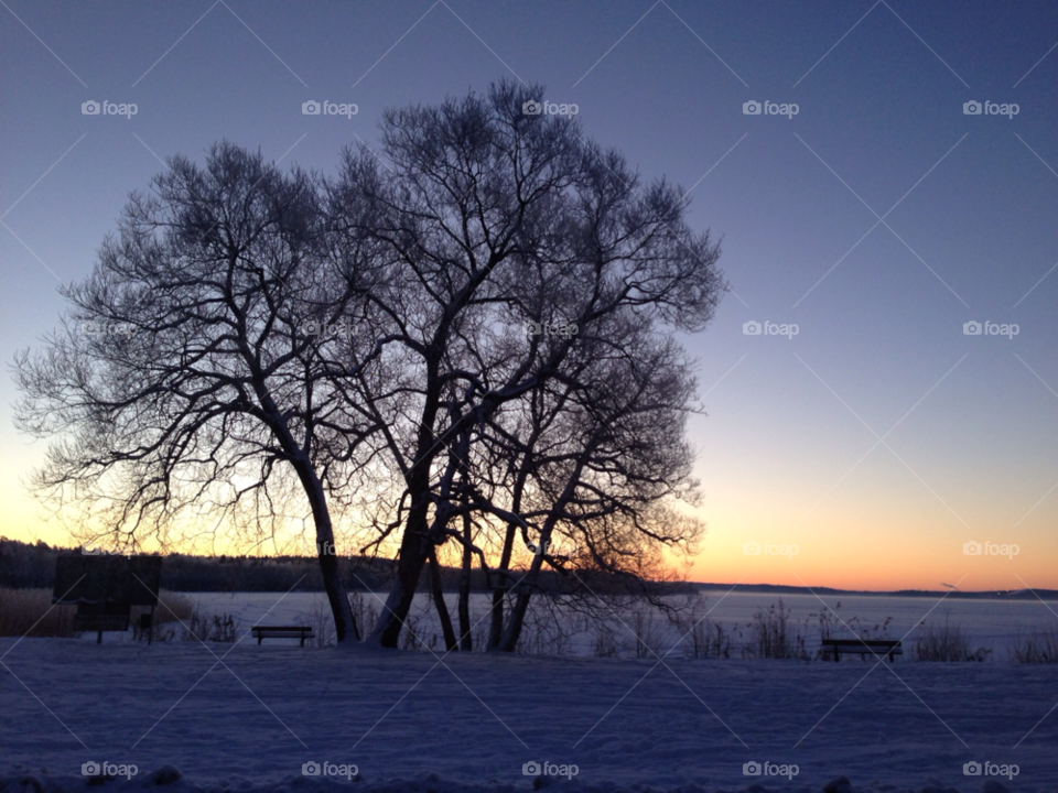 snow winter tree cold by MagnusPm