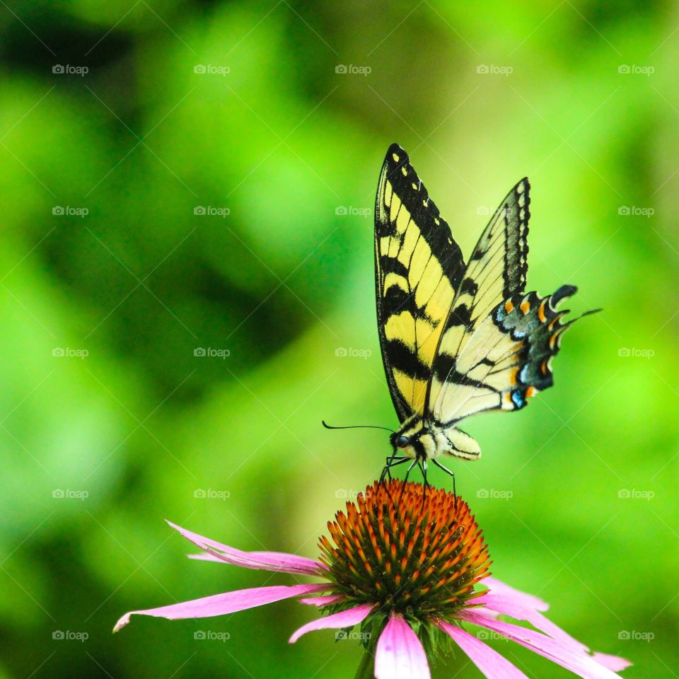 Butterfly pollinating on flower