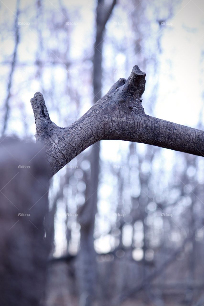 Exploring in the great forest