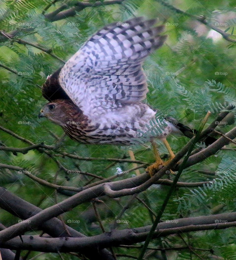 Hawk About to Pursue Prey