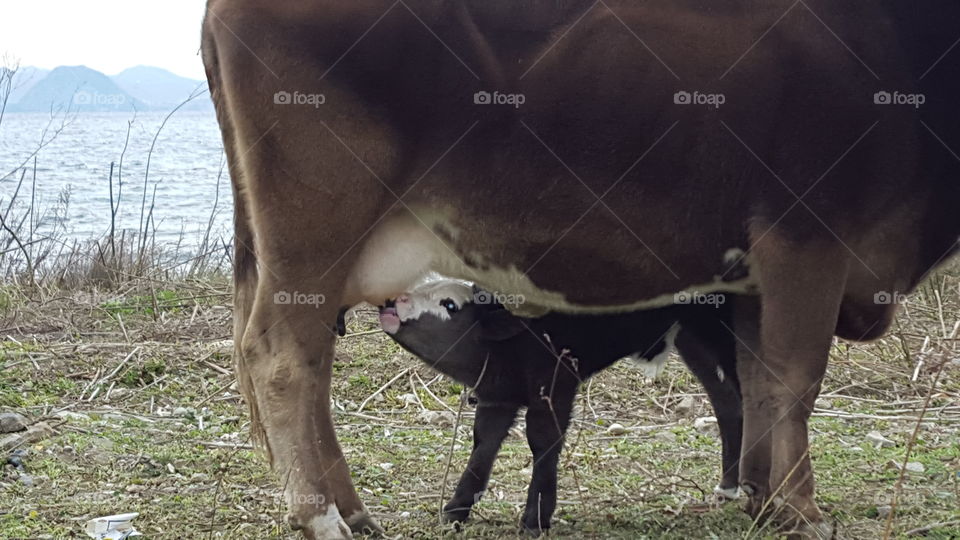baby cow