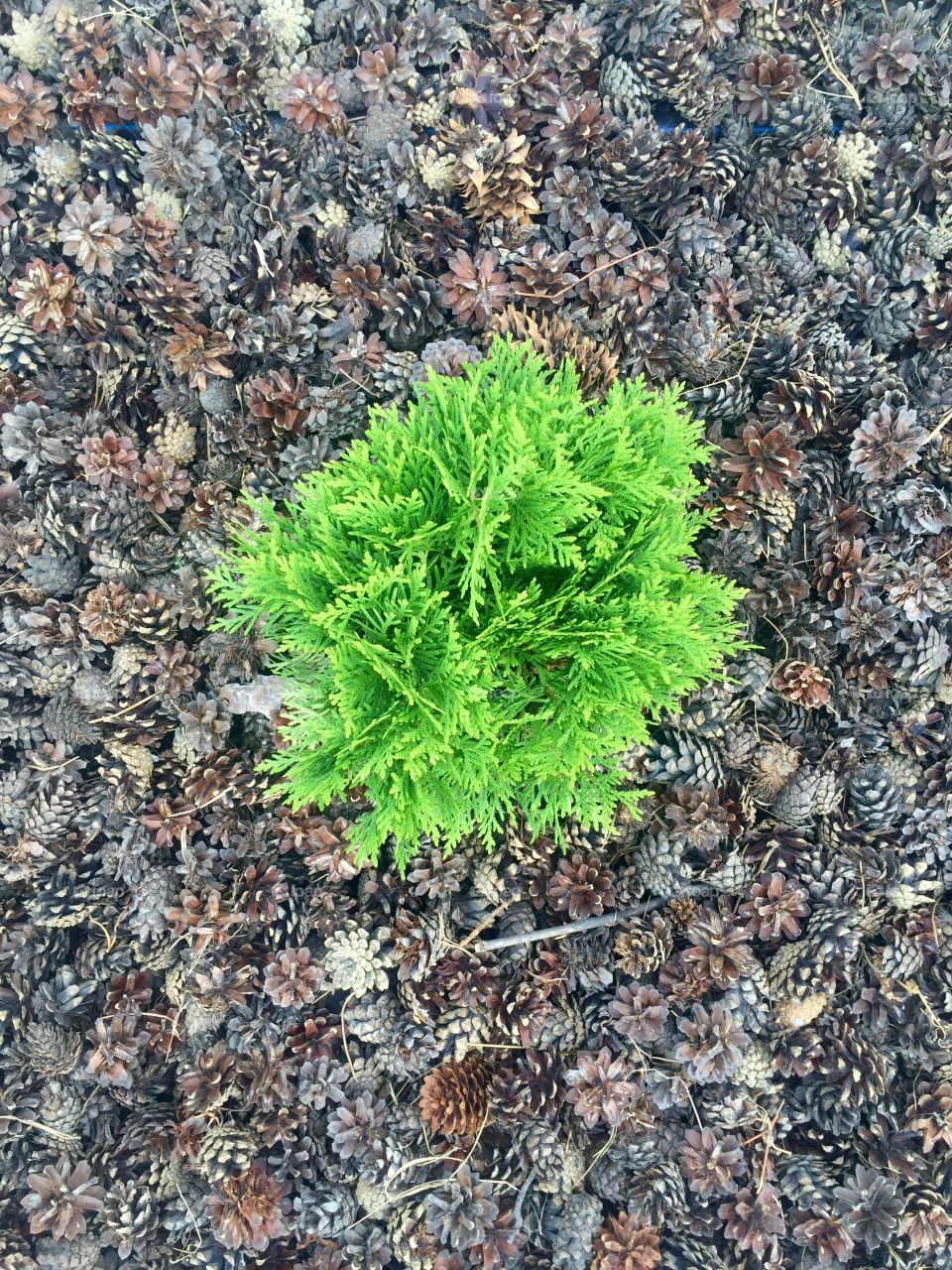 Young needle surrounded with strobila