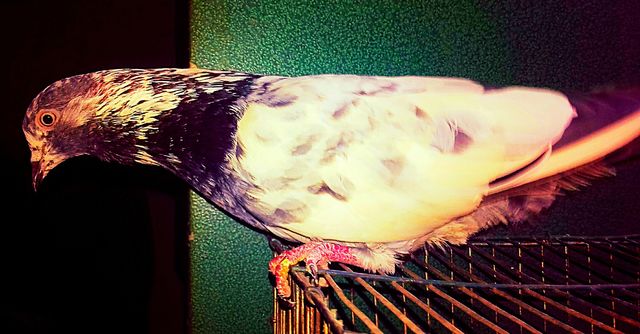 Pigeon(4)