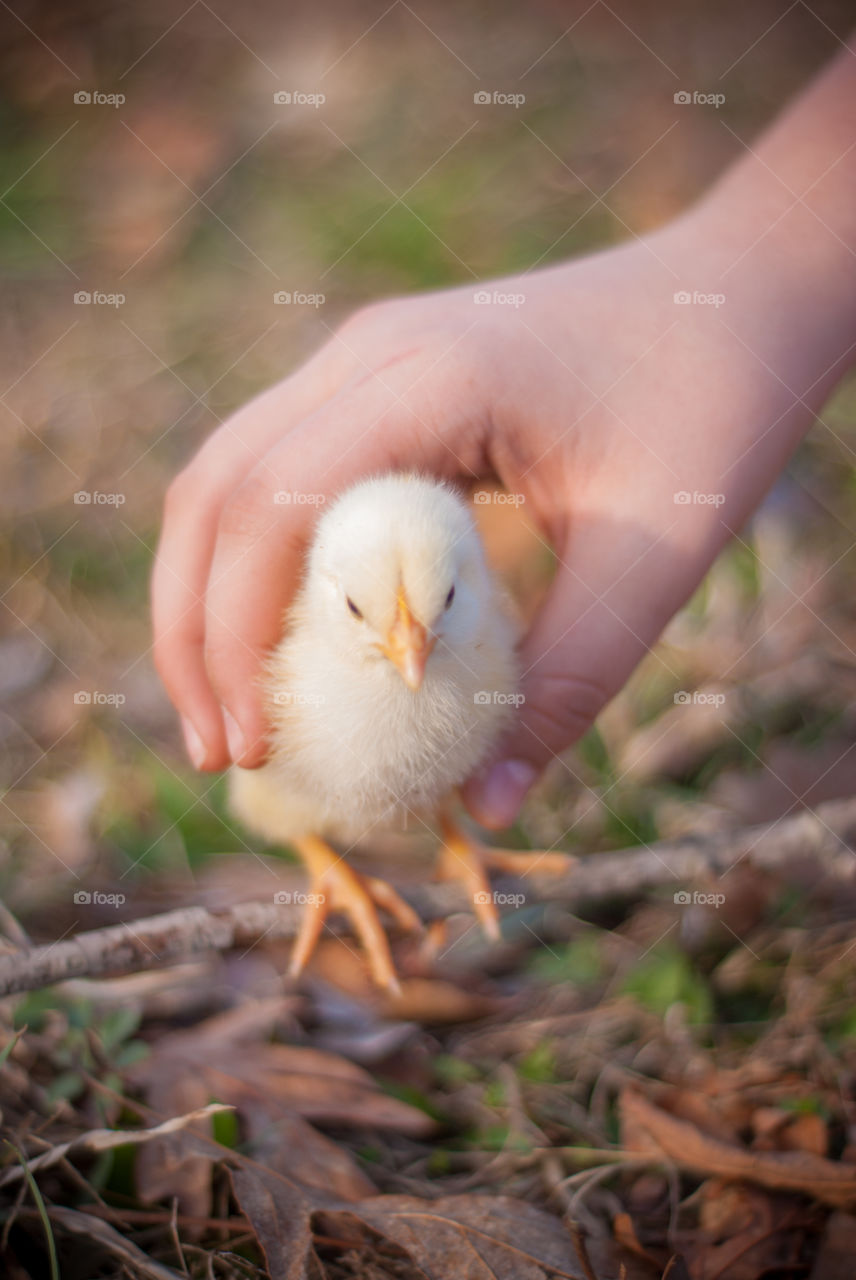 Close-up of hand holding young chicken bird