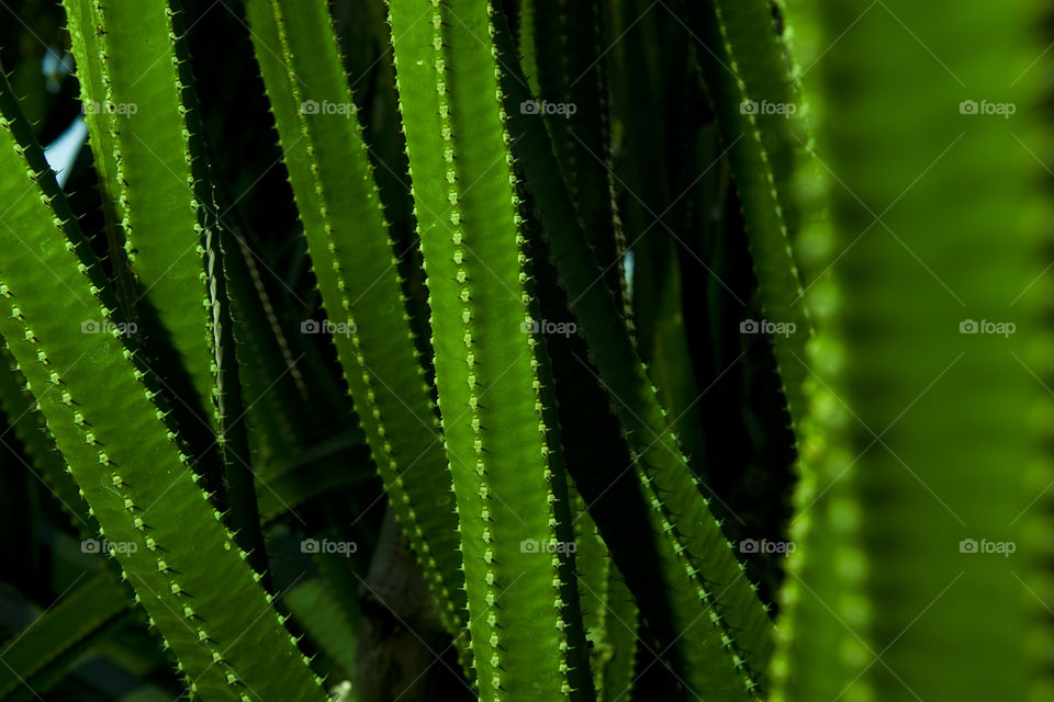 Illuminated Cactus on the Canary Islands.