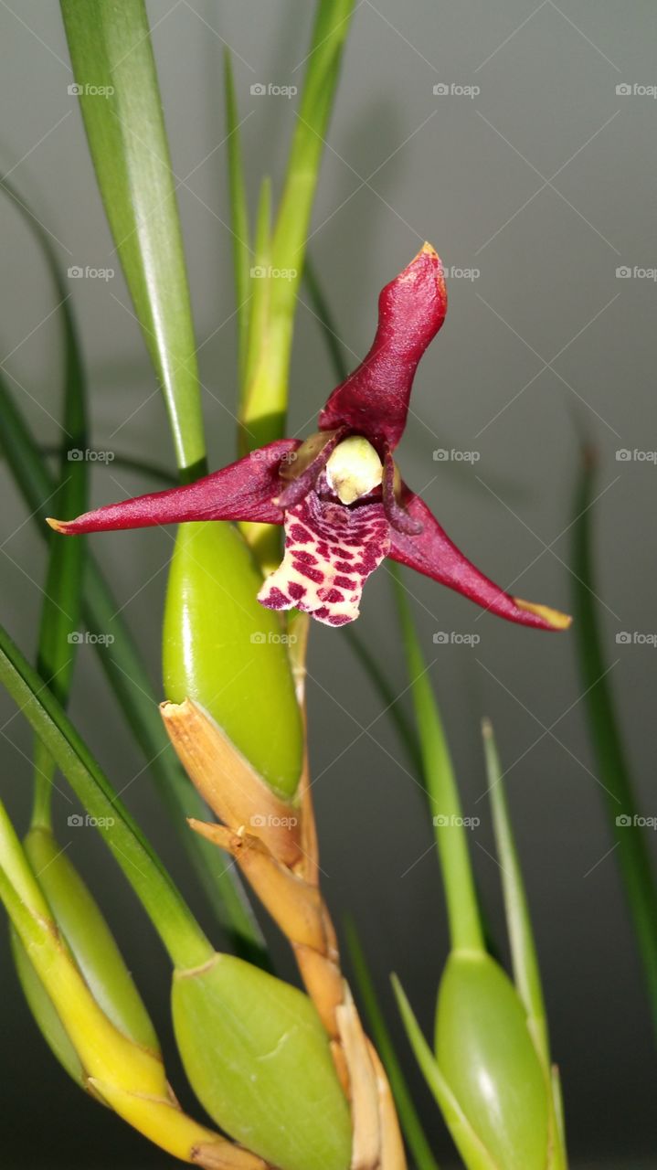 coconut orchid