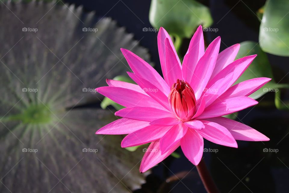 Close up view of pink waterlily in the pond
